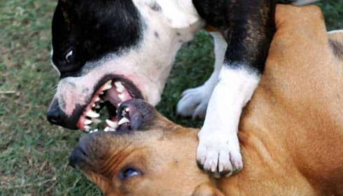 Fear Based Dog Training Phoenix: Proven Methods That Work